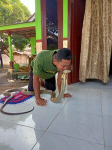 Putra Daerah Bondowoso Lestarikan Ular Cobra Berbahaya, Berikut Profilnya