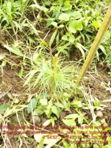 Ini Bibit Pinus Super Karya Kasubsibid Pemberdayaan M Karto
