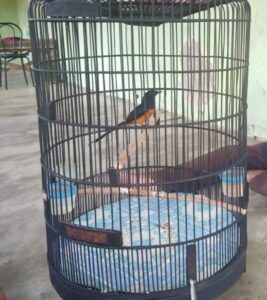 Curi Burung Murai Pemuda Ini Ditangksp Polisi