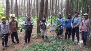 ADM Beserta Waka Perhutani Bondowoso Sosialisasikan Proses Penyadapan Dan Pemeliharaan Getah Pinus