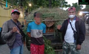Warga Sopet Diamankan Tim Polhutmob Diduga Angkut Kayu Curian
