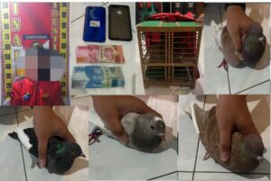 Grebek Judi Merpati, Polres Bondowoso Amankan Terduga Pelaku Dan Barang Bukti