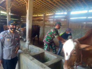 Pemerintah Desa Sulek Melaksanakan Kegiatan Vaksin PMK (penyakit mulut dan kuku) Bersama Babisa Setempat.