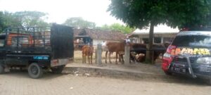 Dipasar Hewan Glenmore, Aktifitas Jual Beli Hewan Nampak Sepi, Ini Faktanya