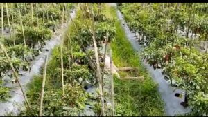 Penemuan Mayat di Area Sawah Gegerkan Warga Desa Kajar Bondowoso