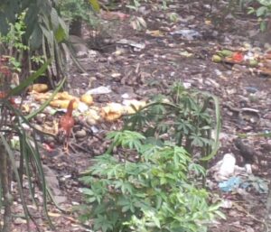 Warga Keluhkan Bau Menyengat Dari Limbah Buah Yang Telah Membusuk