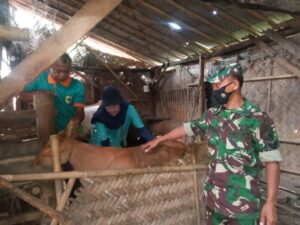 Pemberian Vaksin ke 2 Terhadap Hewan Sapi Untuk Mencegah PMK