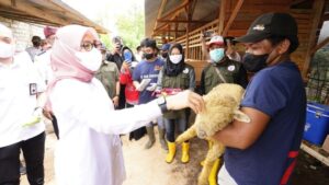 Kisah Pemuda Desa Kebunrejo Berternak Domba