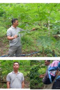 Kiat Meningkatkan Perekonomian Ala Kades Tanjung Gading dengan Cara Budidaya Pepaya Calipornia