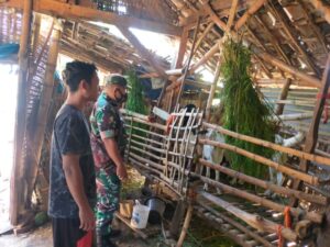Cegah Penularan PMK, Babinsa Koramil Sukorejo Cek Hewan Ternak