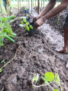 Optimalkan Program Ketahanan Pangan Tanam Gingseng Merah Organik