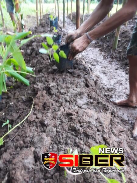 Optimalkan Program Ketahanan Pangan Tanam Gingseng Merah Organik