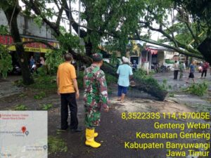 UPTD PU CKPP Bersama Forkopimka Genteng Dengan cepat Lakukan Evakuasi Pohon Tumbang