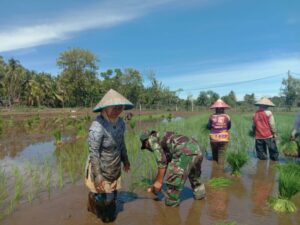 Babinsa Koramil 421-03/Pnh, Turun ke Sawah Dukung Program Ketahanan Pangan