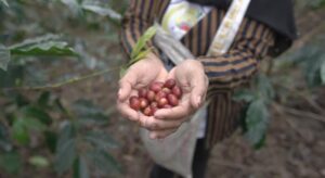 Kopi Gayo, Emas Hitam dari Barat Indonesia