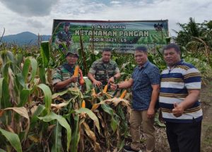 Danramil 421-03/Pnh, Kapten Inf Nurdin Cek Lahan Ketahanan Pangan Kodim, Kesiapan Panen Raya Jagung