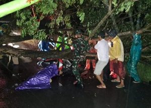 Pasutri Pengendara Sepeda Motor Tertimpa Pohon Trembesi di Blimbingsari Satu Meninggal Dunia