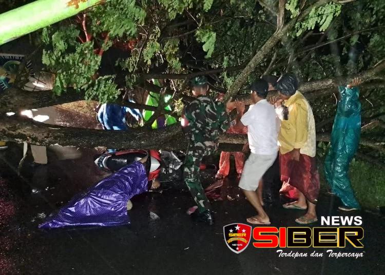 Pasutri Pengendara Sepeda Motor Tertimpa Pohon Trembesi di Blimbingsari Satu Meninggal Dunia