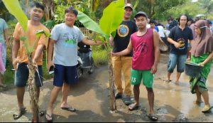 Tidak Kunjung Diperbaiki, Warga Cibadak Lebak Banten Lakukan Aksi Tanam Pohon Pisang dan Ikan Lele Dijalan