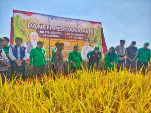 Panen Perdana Padi BK Agritan 01 Dan 02 Situbondo Bersama Gubernur Jawa Timur