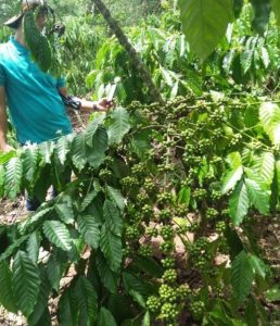 Petani Kopi Didesa Penang Menjerit Karena Diduga Ada Pungutan Ratusan Ribu Per Petak Oleh LMDH Di Lahan Perhutani KPH Bondowoso