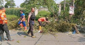 Jalan Desa Locare Dan Karanganyar Bondowoso Tertutup Akibat Adanya Pohon Tumbang