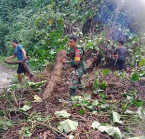 Bergerak Cepat, Babinsa Kodim 0421/Ls Dan Warga Gotong Royong Atasi Pohon Tumbang