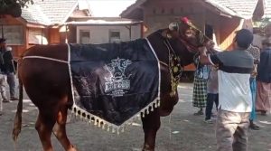 Menyambut Hari Raya Idul Adha 1444 H / 2023 M, Anggota DPR RI F-PKB Ir. H.M. Nasim Khan Kembali Berkurban Sapi Limusin Dengan Bobot 1,15 Ton