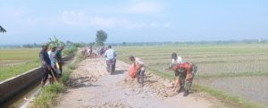 Peduli Keselamatan, Babinsa Kodim 0421/Ls Bersama Masyarakat Timbun Jalan Berlubang