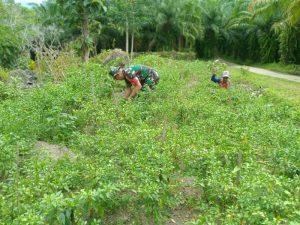 Wujud Kepedulian Pada Rakyat, Babinsa Kodim 0421/Ls, Bantu Petani Cabe
