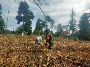 Dukung Ketahanan Pangan Diwilayahnya, Babinsa Kodim 0421/Ls Membantu Petani Panen Jagung