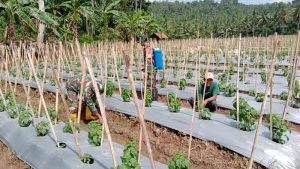 Tingkatkan Kemanunggalan TNI-Rakyat Dan Ketahanan Pangan, Babinsa Kodim 0421/Ls Dampingi Petani Cabe