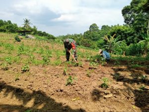 Sebagai Wujud Kepedulian, Babinsa Kodim 0421/Ls Dampingi Petani Merawat Tanaman Cabe