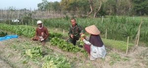 Dukung Ketahanan Pangan, Babinsa Kodim 0421/Ls Bantu Petani Panen Sayuran
