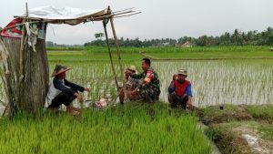 Tingkatkan Hasil Pertanian, Babinsa Kodim 0421/Ls, Komsos Sekaligus Beri Masukkan kepada Petani Padi
