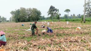 Dukung Ketahanan Pangan Babinsa Kodim 0421/Ls Bantu Warga Panen Jagung