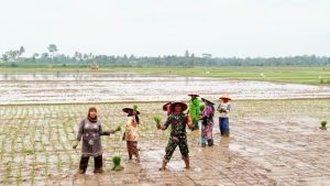 Tingkatkan Ketahanan Pangan, Babinsa Kodim 0421/Ls Bantu Petani Tanam Padi