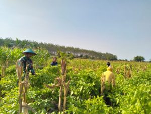 Wujud Kebersamaan Dengan Warga Babinsa Kodim 0421/Ls Bantu Petani Panen Cabe