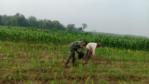 Jalin Silaturahmi Bersama Petani Di Desa, Babinsa Kodim 0421/Ls Bantu Pemupukan Tanaman Jagung