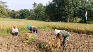 Musim Yang Di Tunggu Tiba, Babinsa Kodim 0421/Ls Bantu Petani Panen Padi di Desa