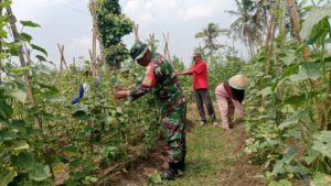 Babinsa Kodim 0421/LS Laksanakan Komsos Guna Bantu Petani