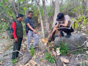 Petugas Patroli Gabungan Perhutani Dan Polsek Klabang Berhasil Amankan Pelaku Penebang Kayu Ilegalloging