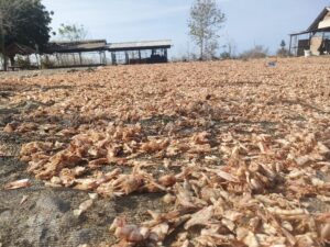 Anggota Komisi III DPRD Situbondo Meminta Tindak Tegas Pengusaha Udang Di Desa Seletreng