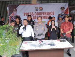 Marcuet Ditangkap Polres Jember Gegara Tanam Ganja Dirumahnya