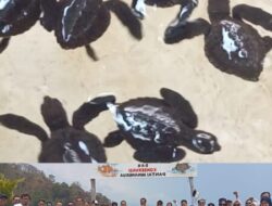 Komunitas Pertamina Rilis Penyu Langka di Pantai Pariwisata Minang Rua Bahari