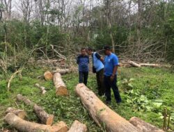 KSKPH Bondowoso Gelar Cutting test, Uji Petik Atau Tebang Habis Jati Tahun 2024, Berikut Keterangan Anton Sujarwo. S.Hut Selaku Wakil ADM KSKPH Bondowoso
