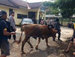 Tidak Menunggu Waktu Lama Satreskrim Polsek Pakem Bondowoso Tangkap Pelaku Curwan