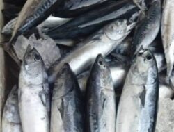 Fenomena Harga Ikan Tongkol Menurun Drastis,Berikut Keterangan Warga Panarukan Situbondo