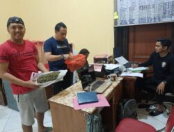Satresnarkoba Polres Bondowoso Tangkap Pengedar Ganja Dengan BB 1KG