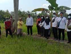 Empat Tekhnologi Pengendalian Populasi Tikus Diterapkan Di Wilayah Kabupaten Lumajang